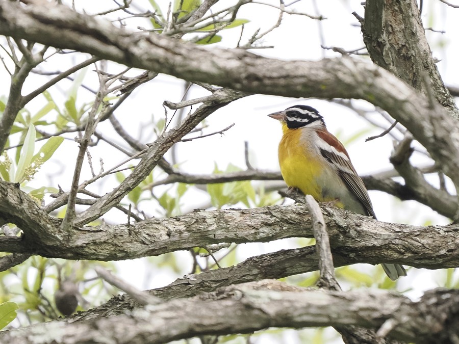 Golden-breasted Bunting - ML627932817