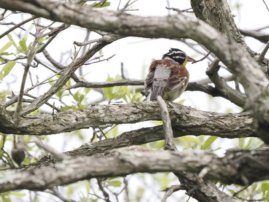 Golden-breasted Bunting - ML627932818