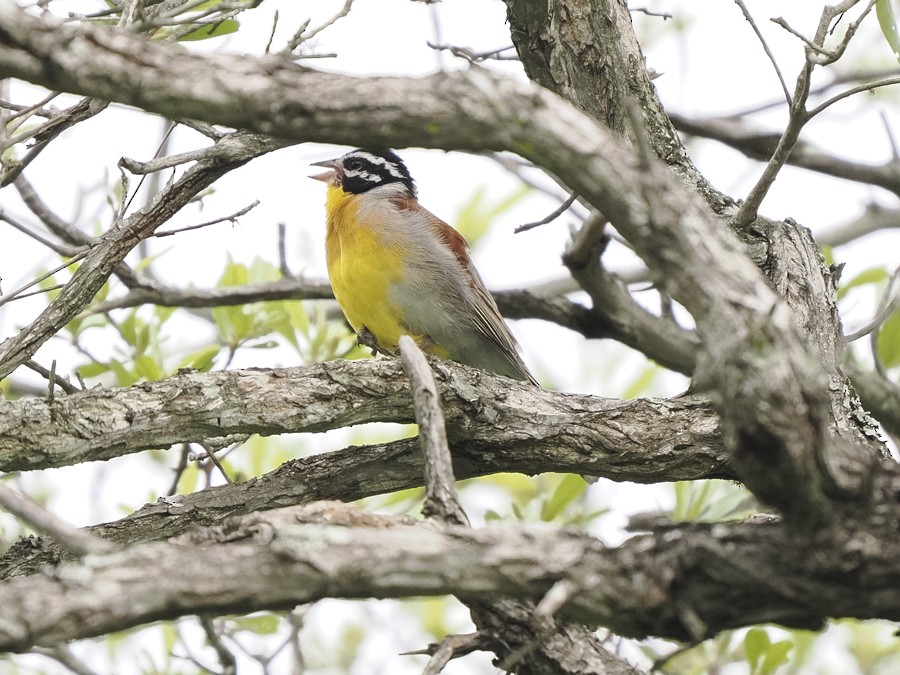 Golden-breasted Bunting - ML627932819