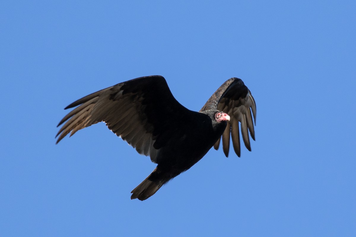 Turkey Vulture - ML627932820