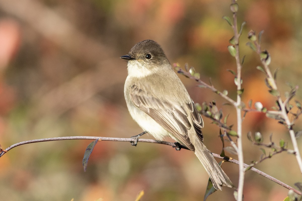 Eastern Phoebe - ML627932825