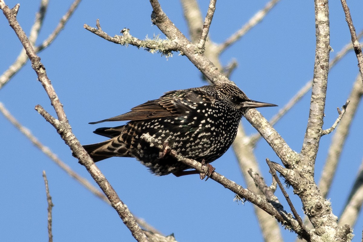 European Starling - ML627932830