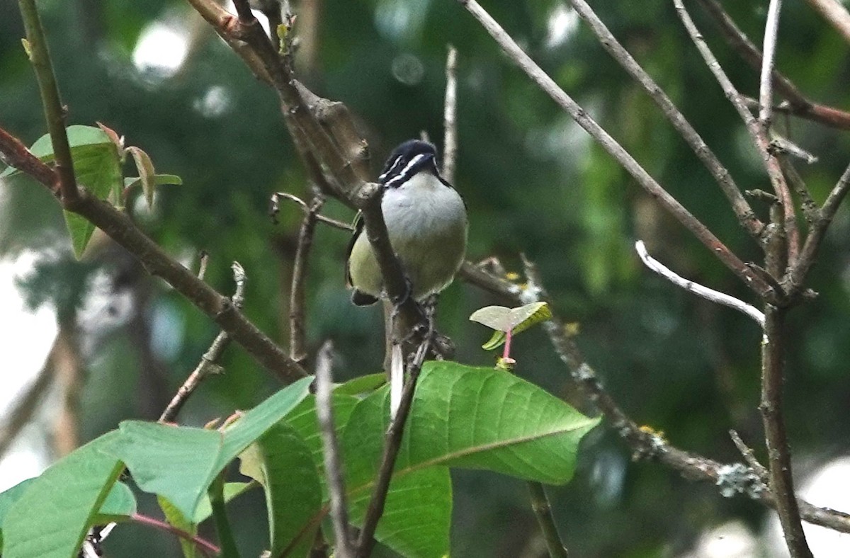 Yellow-rumped Tinkerbird - ML627932832