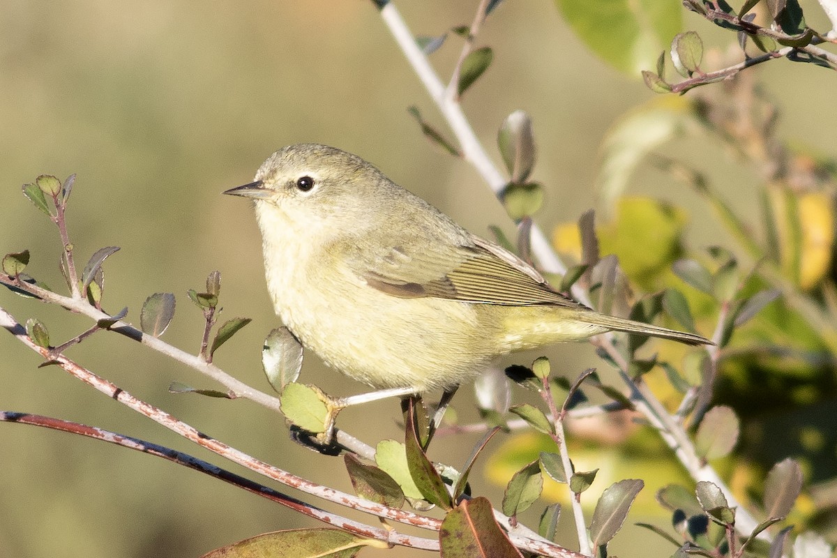 Orange-crowned Warbler - ML627932835