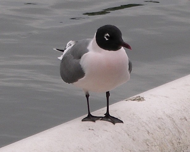 Franklin's Gull - ML627932893