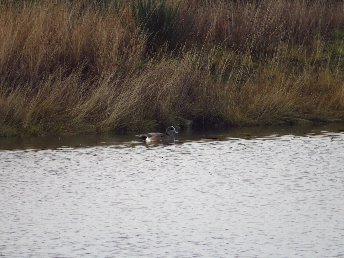 Canard d'Amérique - ML627933309