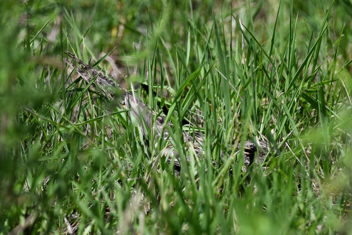 Scissor-tailed Nightjar - ML627933339