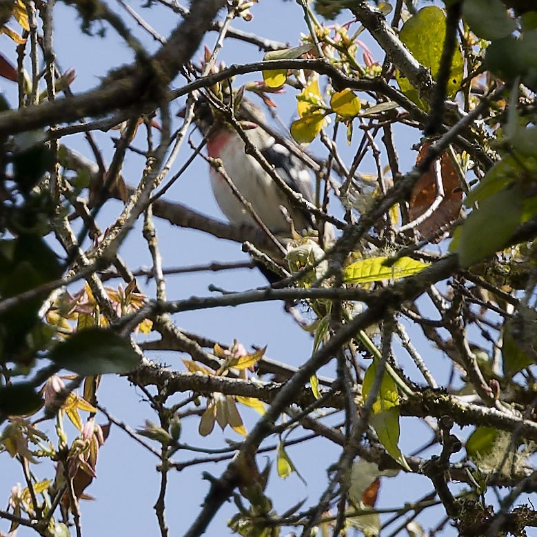 Rose-breasted Grosbeak - ML627933680