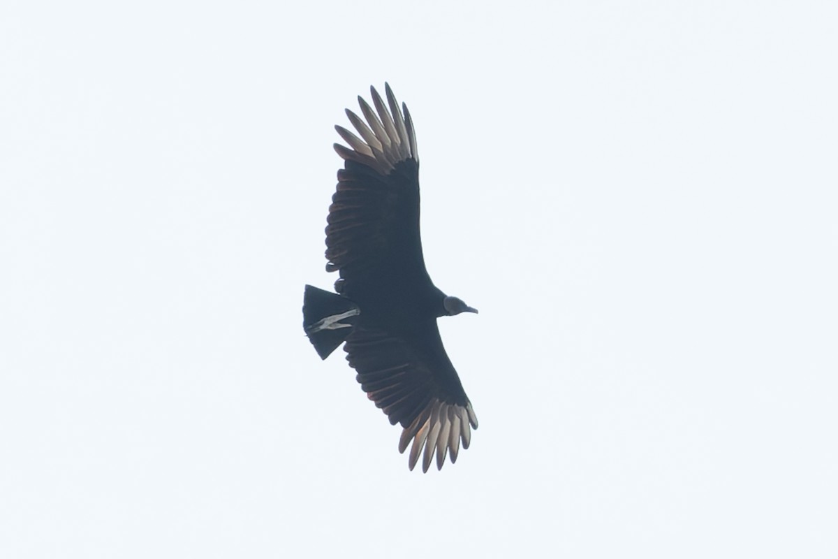 Black Vulture - ML627933743