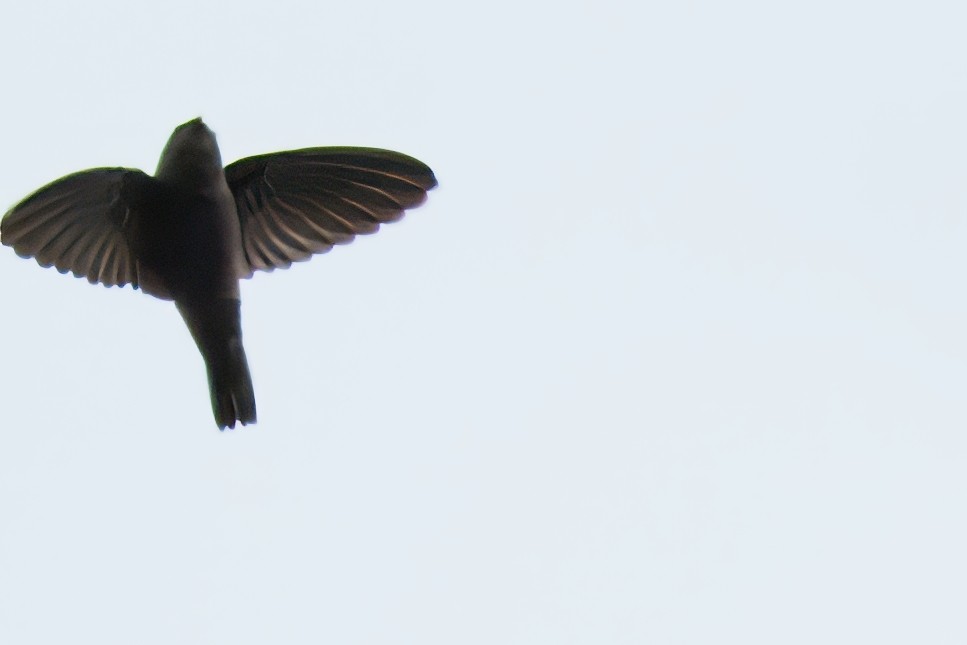 salangana melanéská - ML627933787
