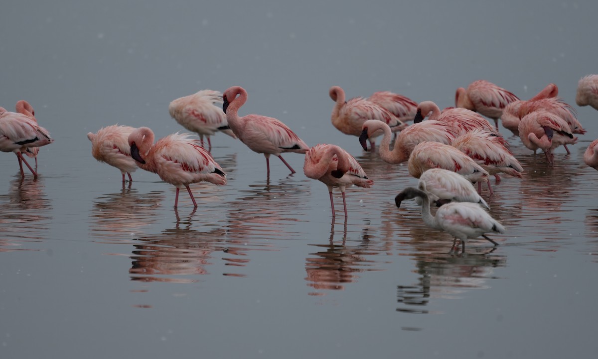 Lesser Flamingo - ML627933858