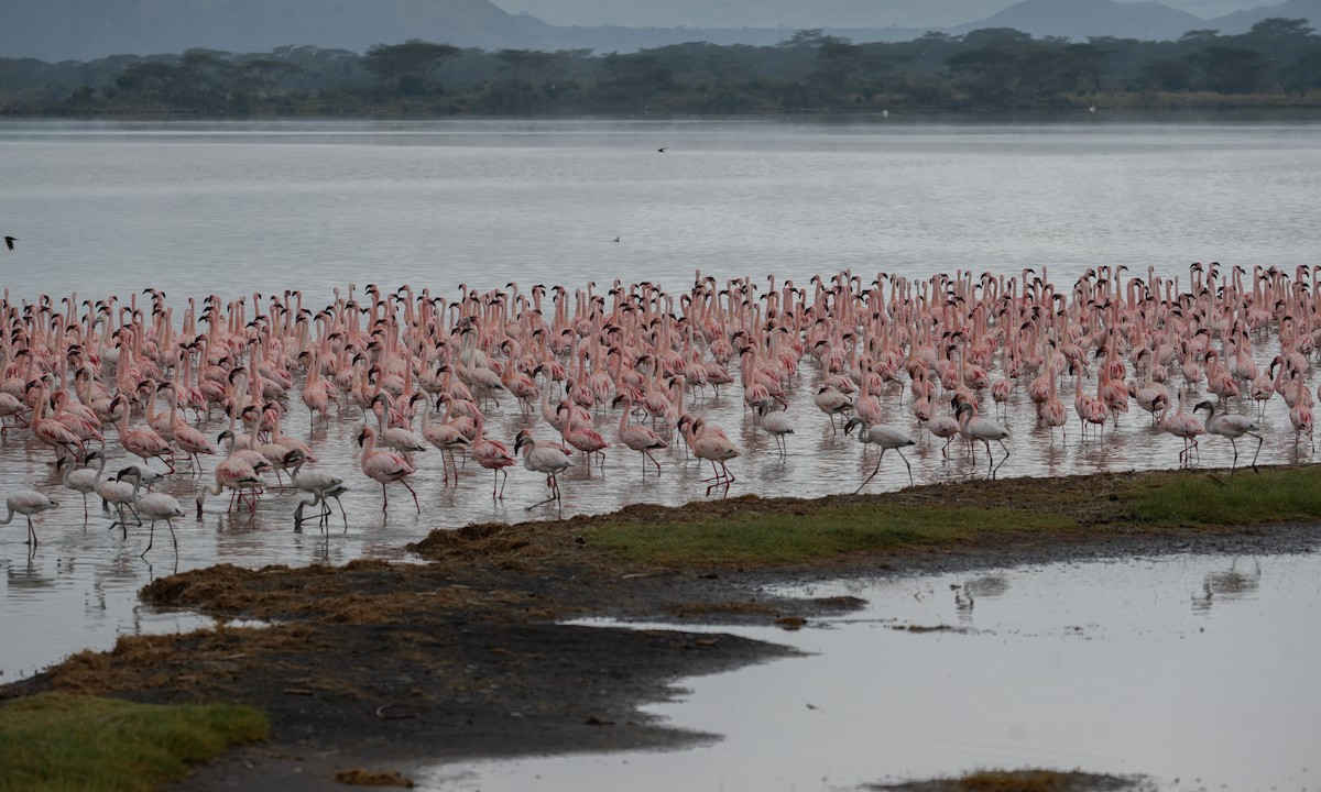 Lesser Flamingo - ML627933859