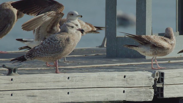 Larus, unbestimmt - ML627933860