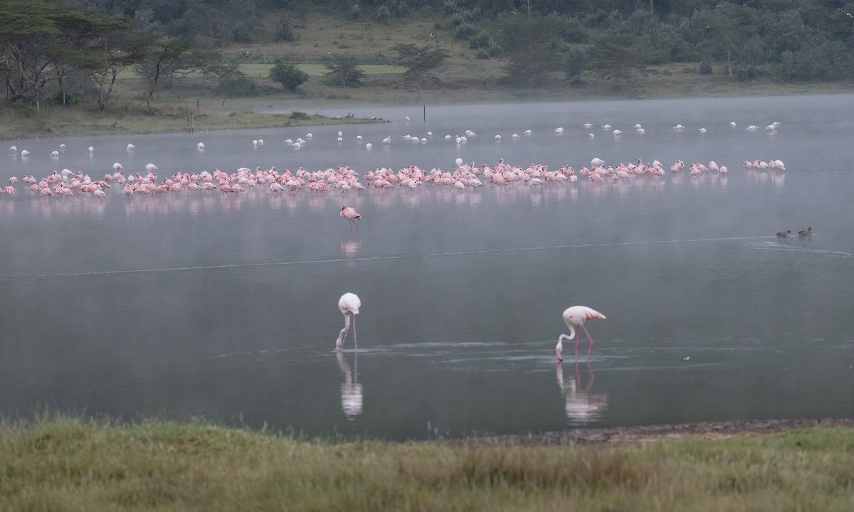 Lesser Flamingo - ML627933863