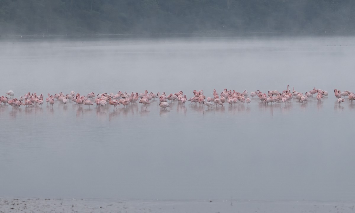 Lesser Flamingo - ML627933897