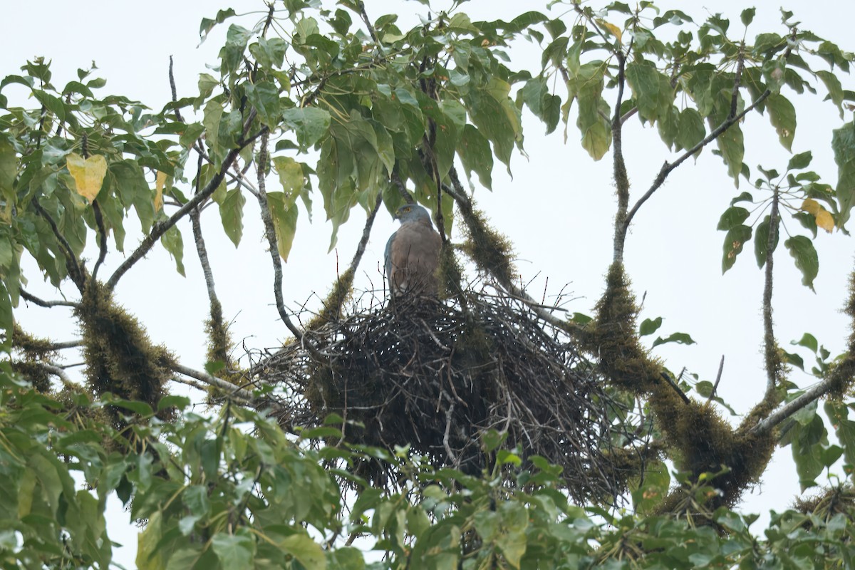 Fiji Goshawk - ML627933916