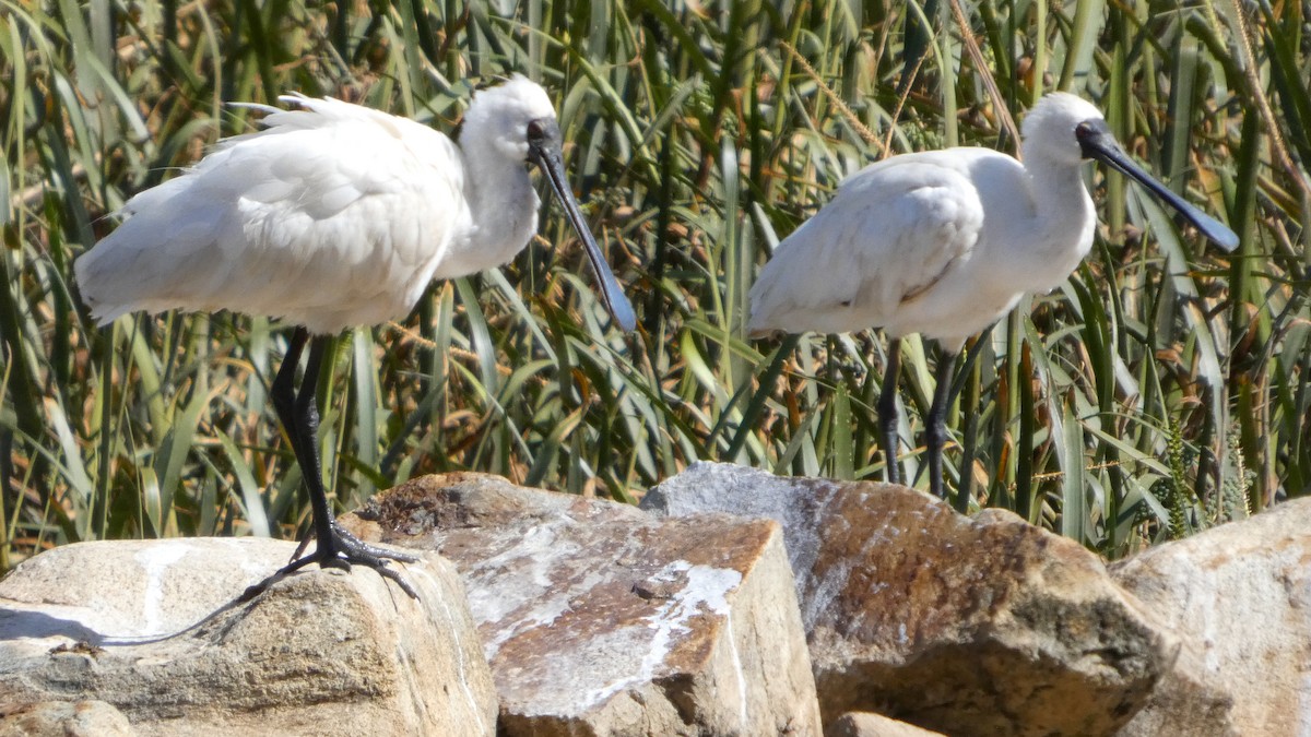 Royal Spoonbill - ML627933991