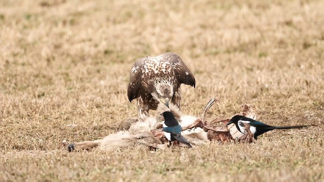 Bald Eagle - ML627934009
