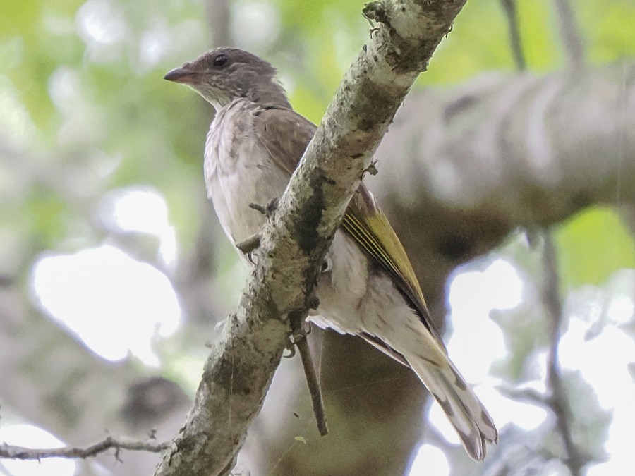 Scaly-throated Honeyguide - ML627934132