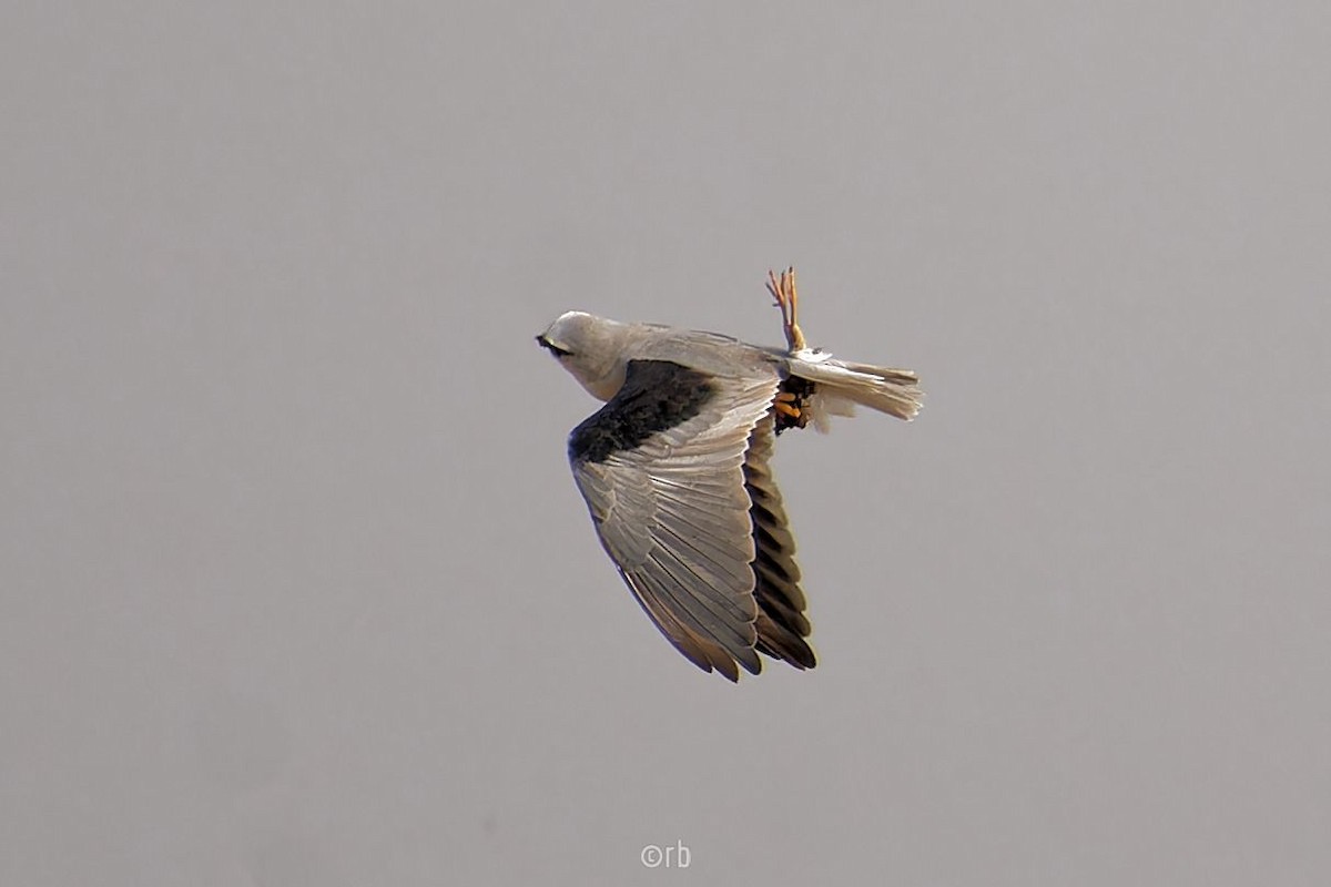 Black-winged Kite - ML627934194