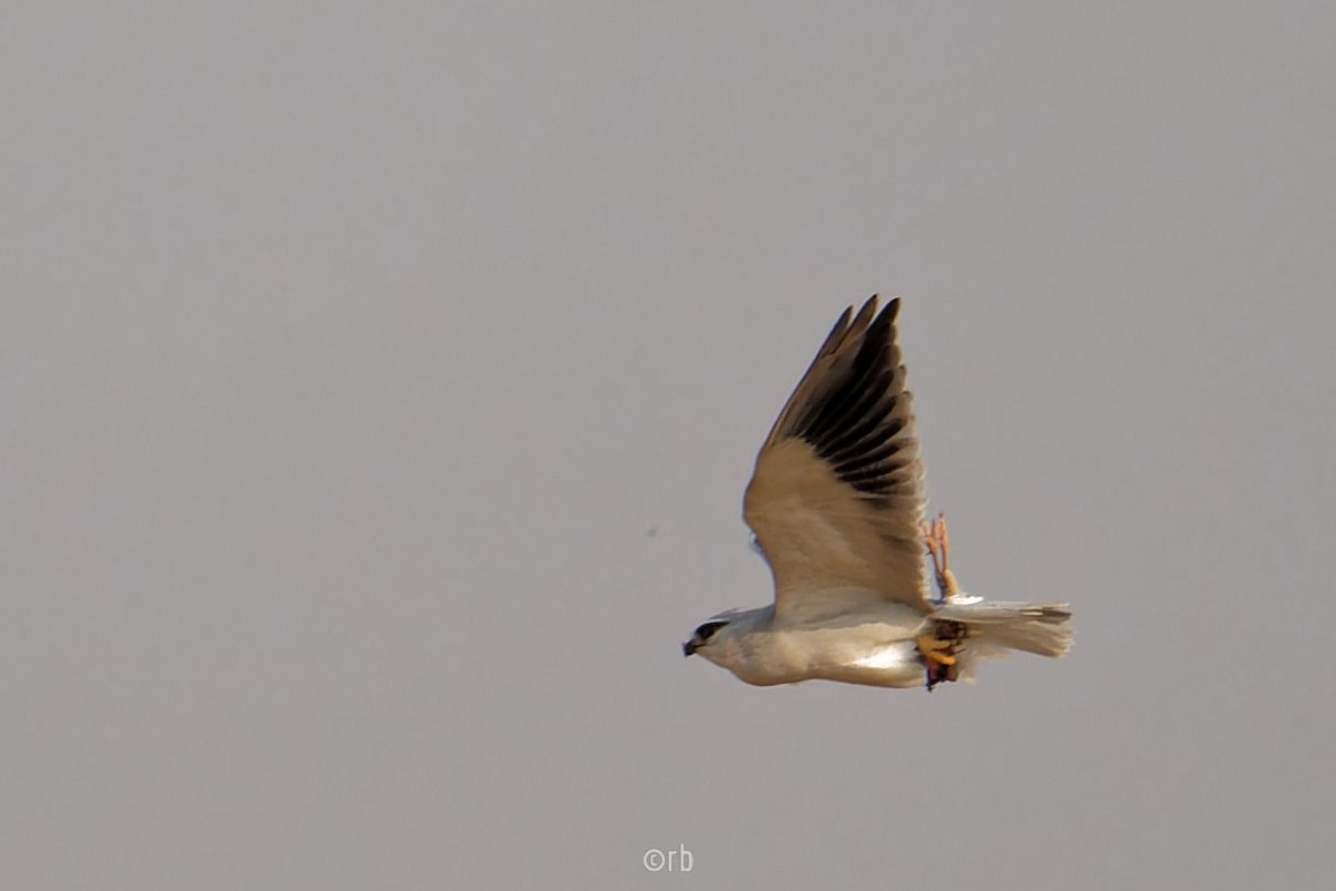 Black-winged Kite - ML627934195