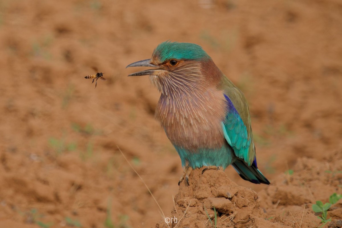 Indian Roller - ML627934233