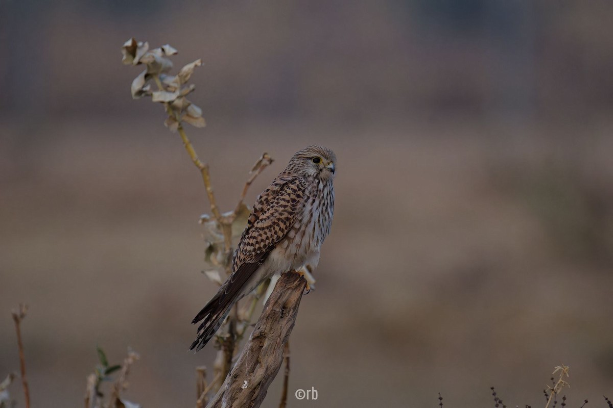 Eurasian Kestrel - ML627934251