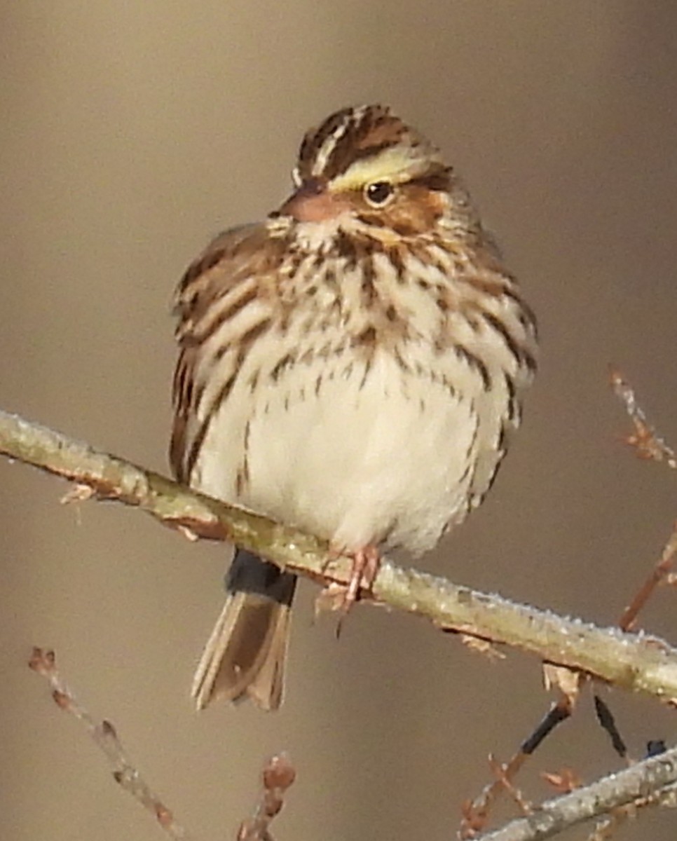 Bruant des prés - ML627934283