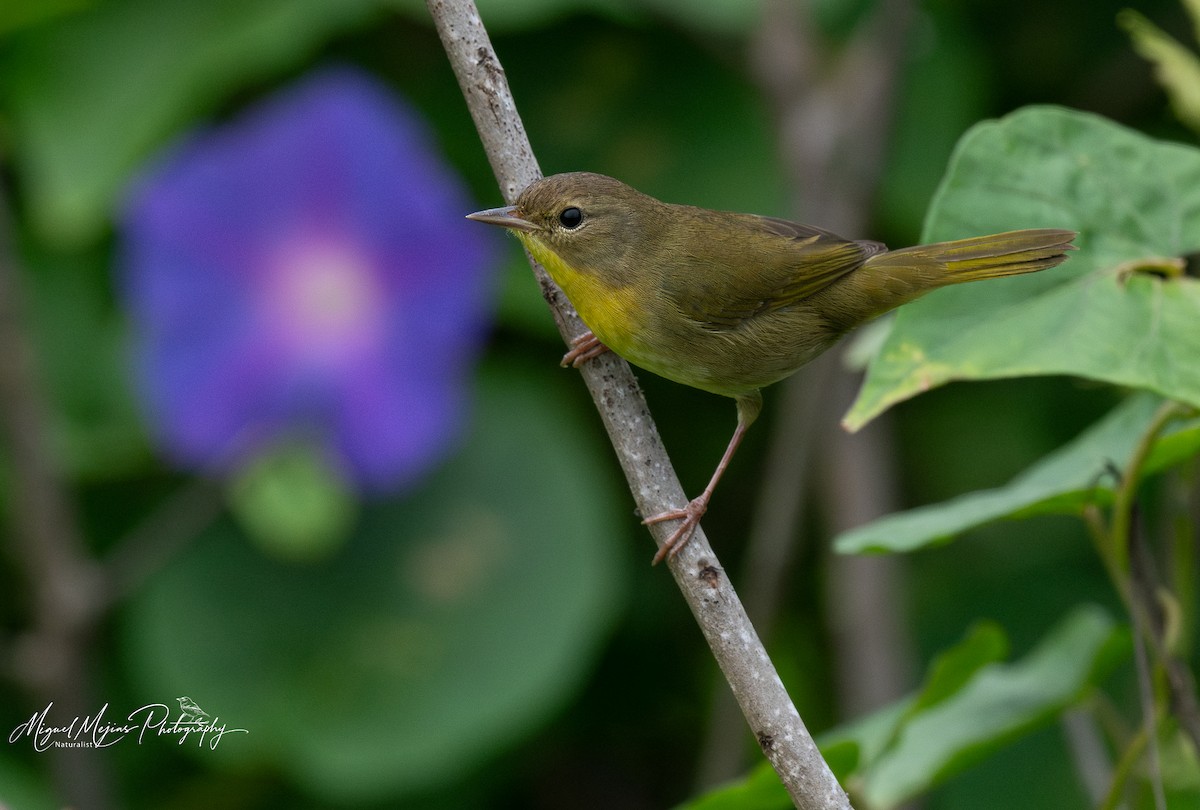 Common Yellowthroat - ML627934547