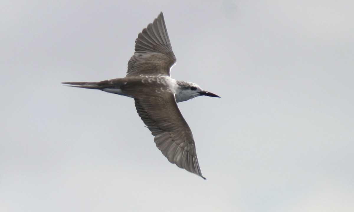 Bridled Tern - Brian Sullivan