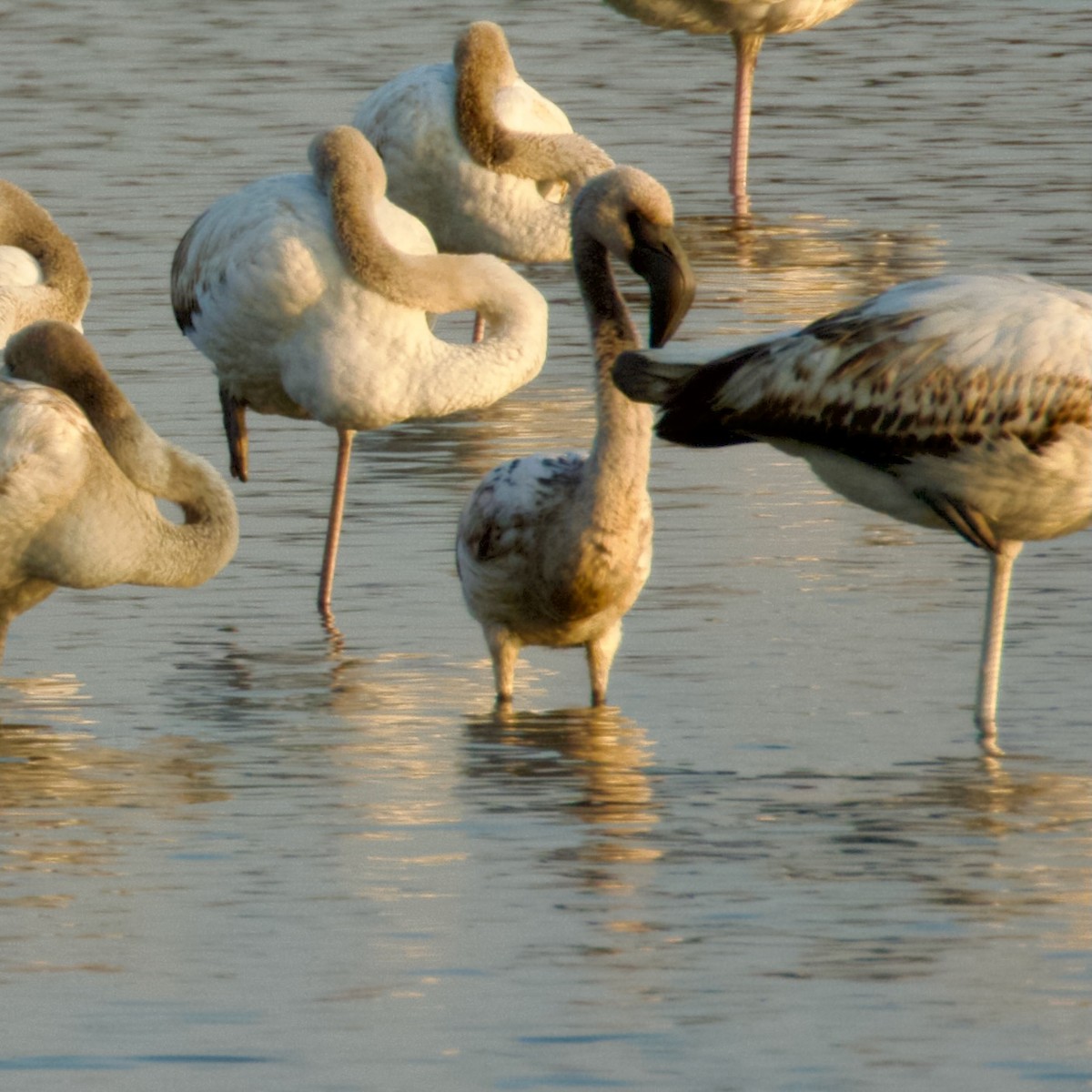 Lesser Flamingo - ML627934610