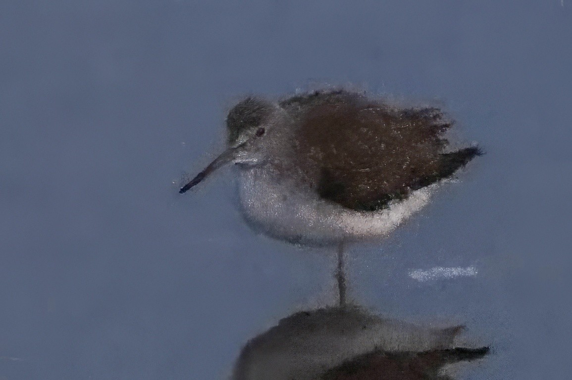 gulbeinsnipe/plystresnipe - ML627934617