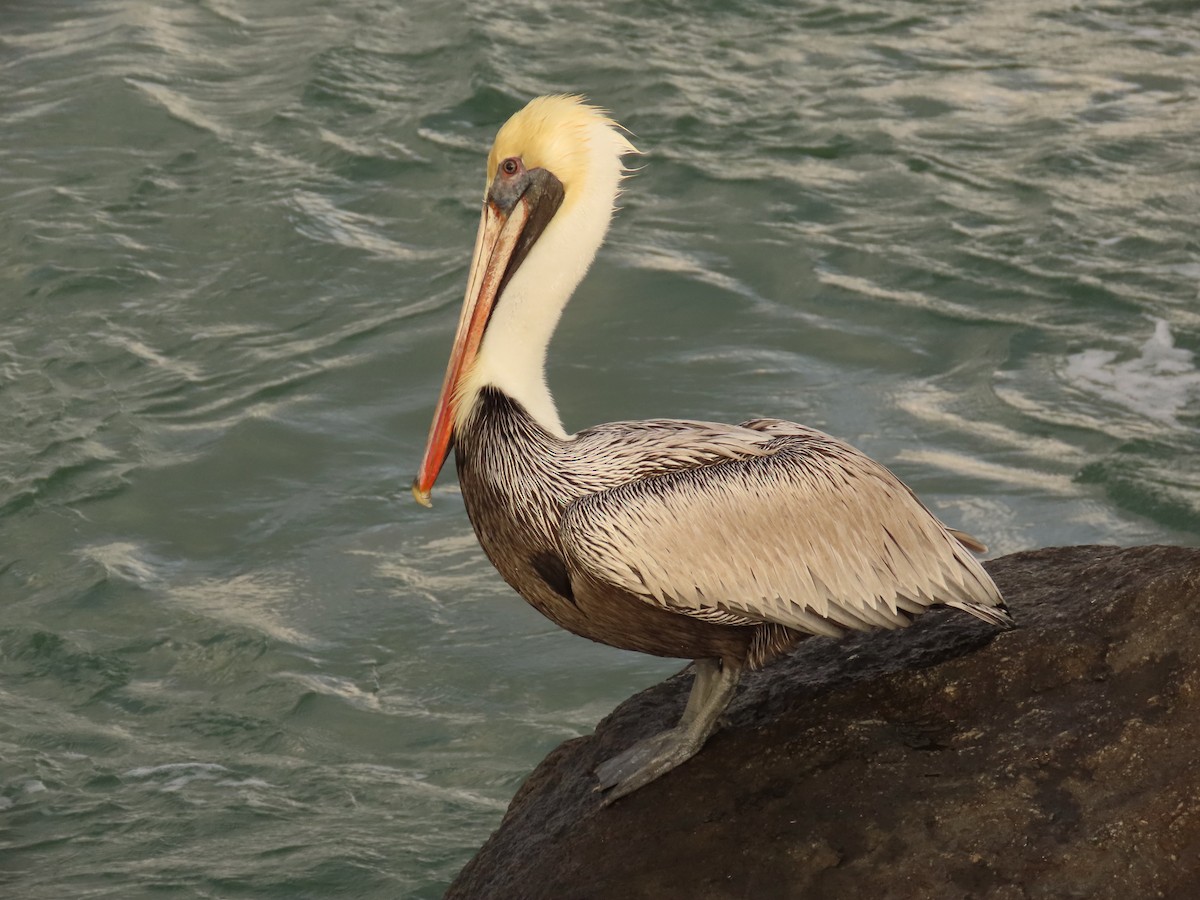 Brown Pelican - ML627934661
