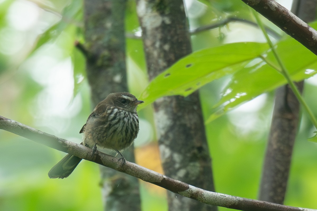 Fiji Streaked Fantail - ML627934761