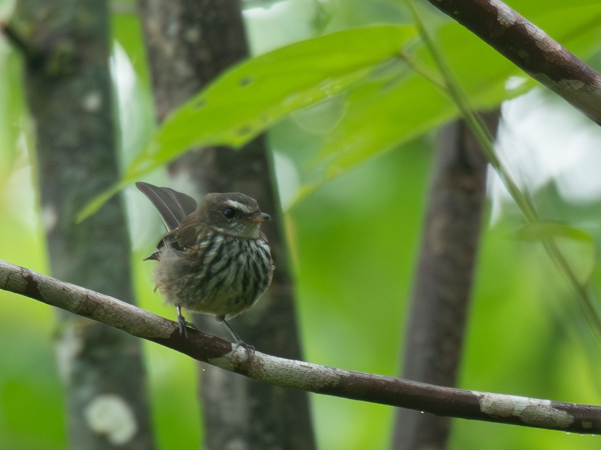 Fiji Streaked Fantail - ML627934762