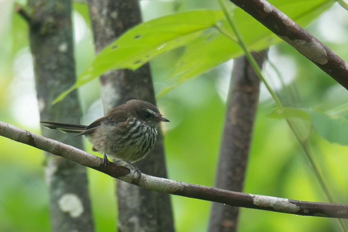 Fiji Streaked Fantail - ML627934763