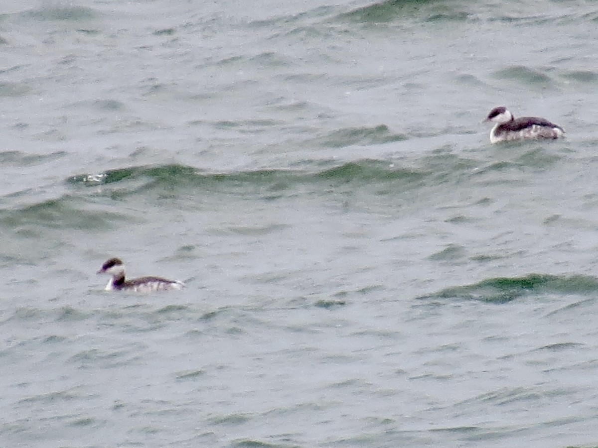 Horned Grebe - ML627934781