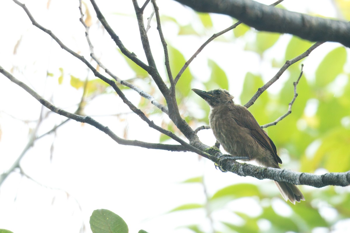 Black-throated Shrikebill - ML627934790