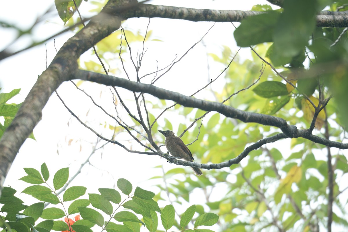 Black-throated Shrikebill - ML627934793