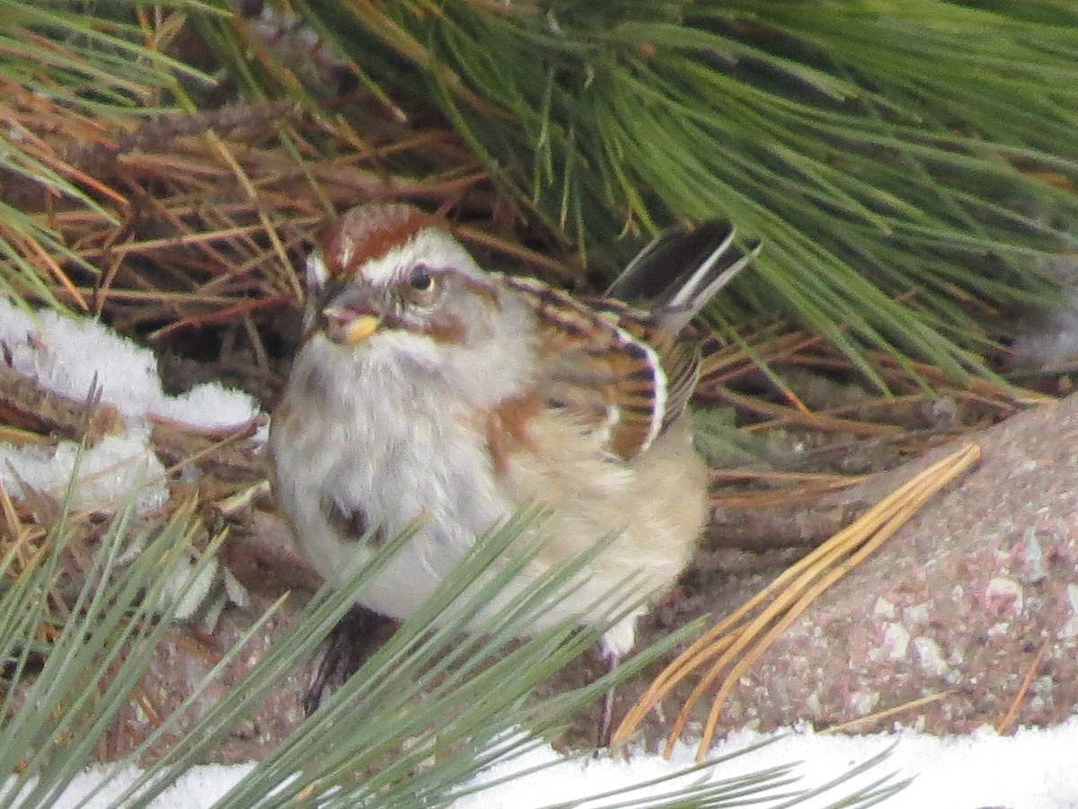 American Tree Sparrow - ML627934819