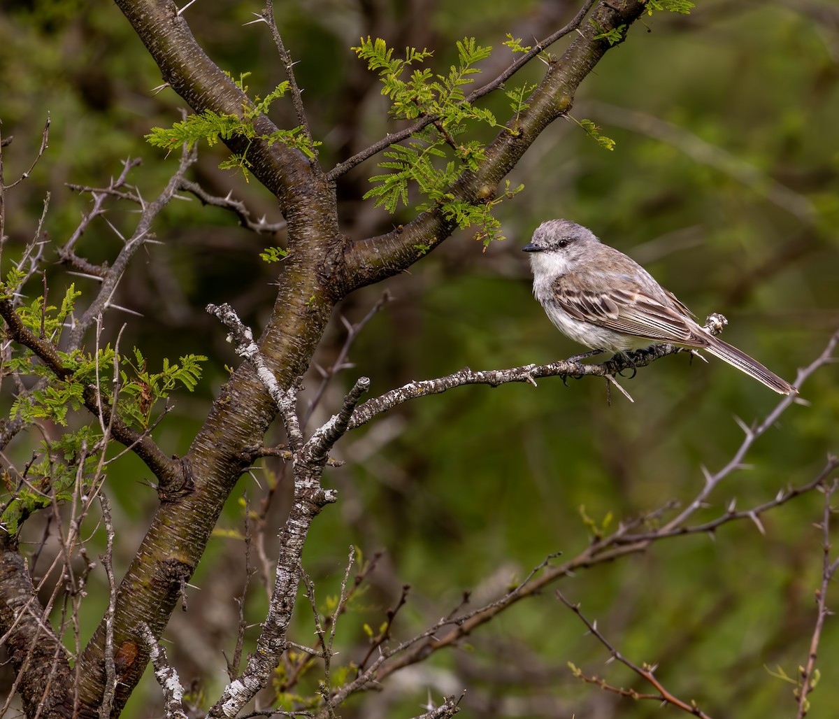 Suiriri Flycatcher - ML627934824