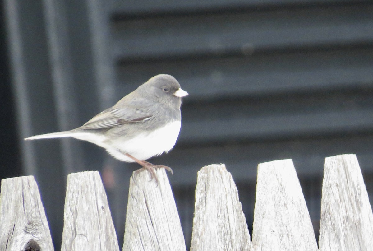 Dark-eyed Junco (Slate-colored) - ML627934831