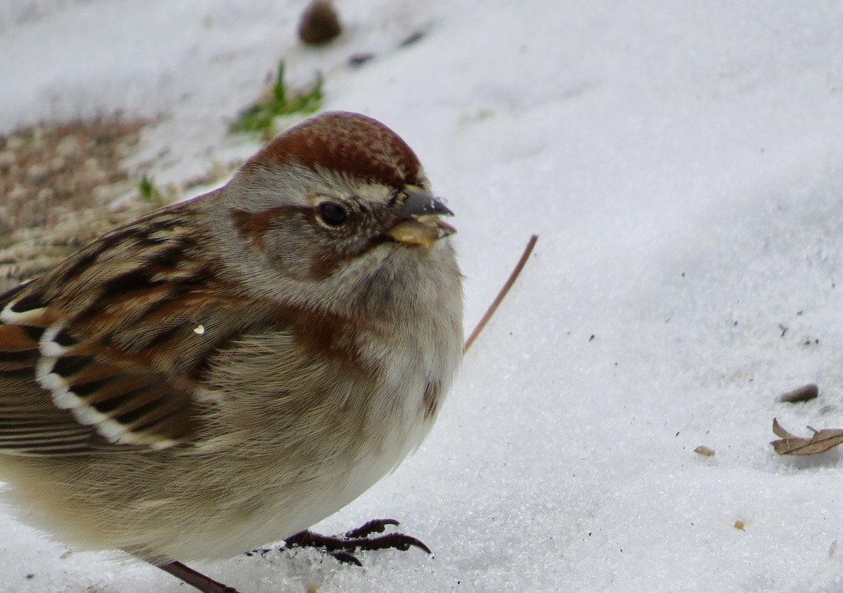 American Tree Sparrow - ML627934846