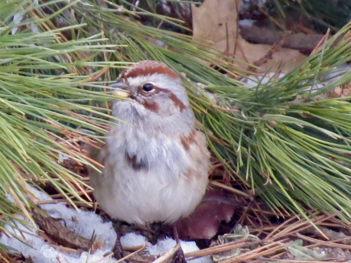 American Tree Sparrow - ML627934848