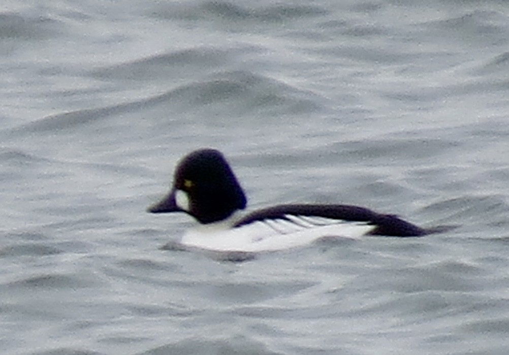 Common Goldeneye - ML627934868