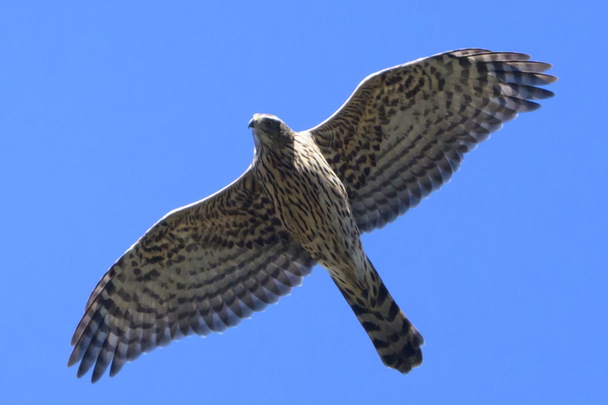 American Goshawk - ML627935002