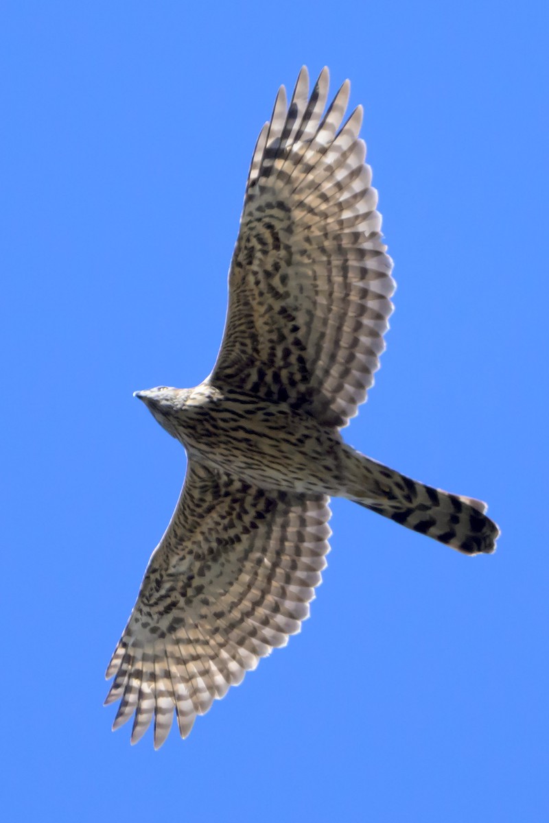 American Goshawk - ML627935003