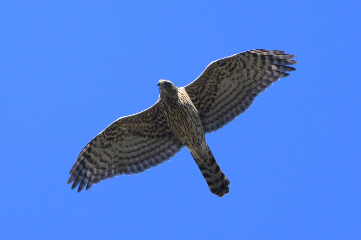 American Goshawk - ML627935004