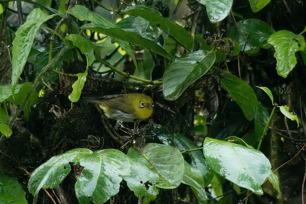 Fiji White-eye - ML627935178