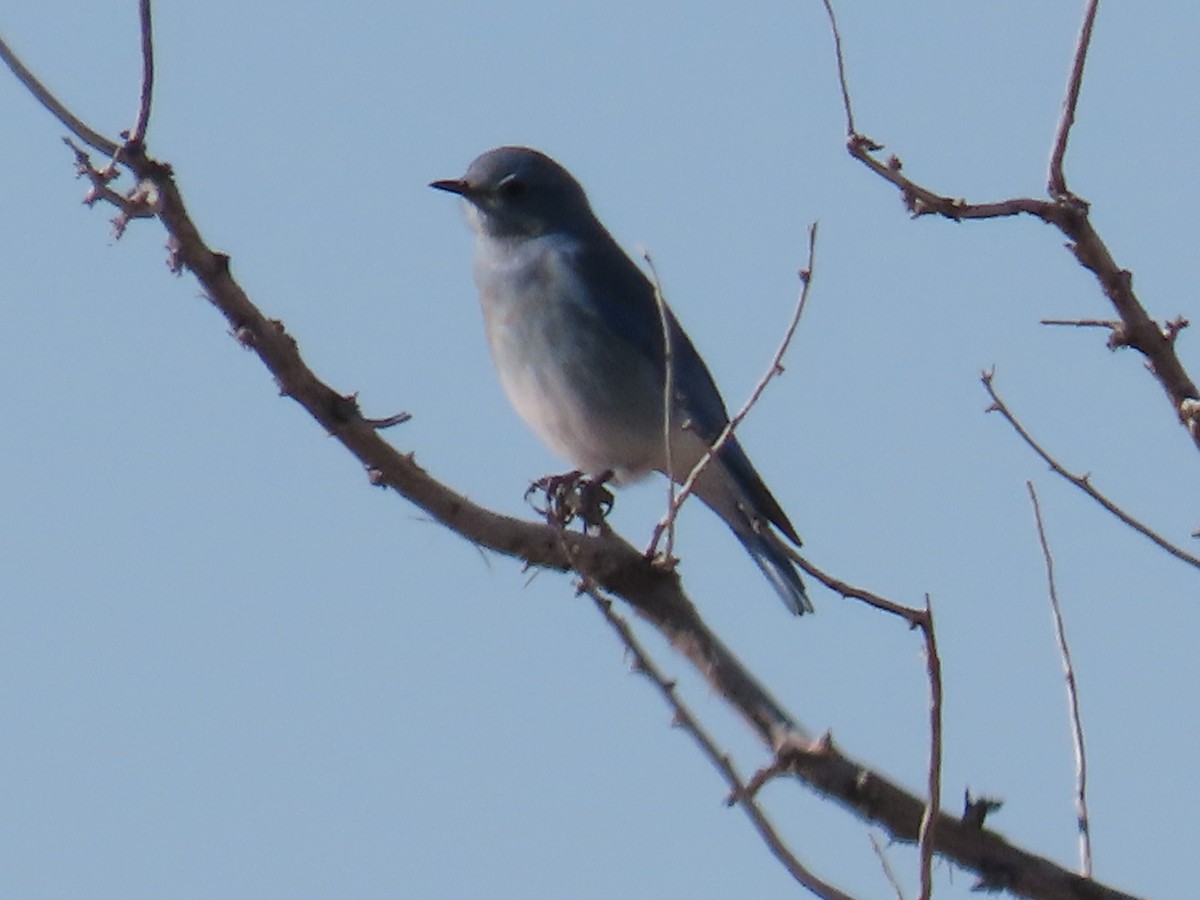 Mountain Bluebird - ML627935324